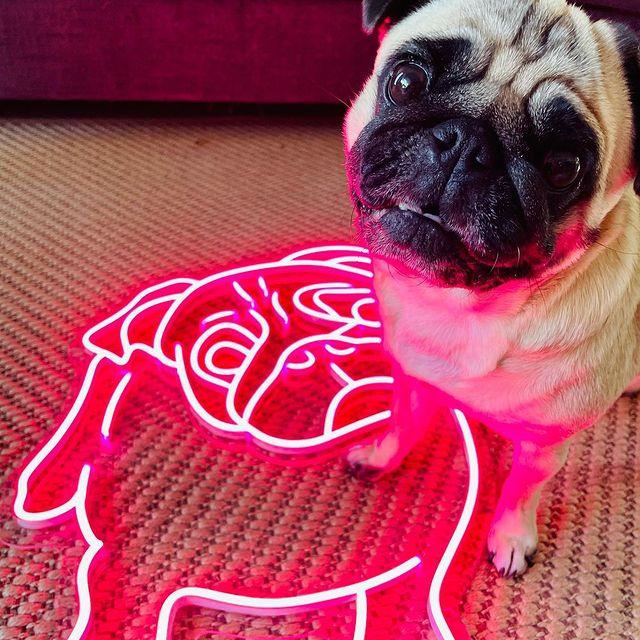 Cutie | The Pug Neon Sign